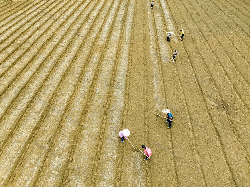 曙光村 秋分 秋种 白菜