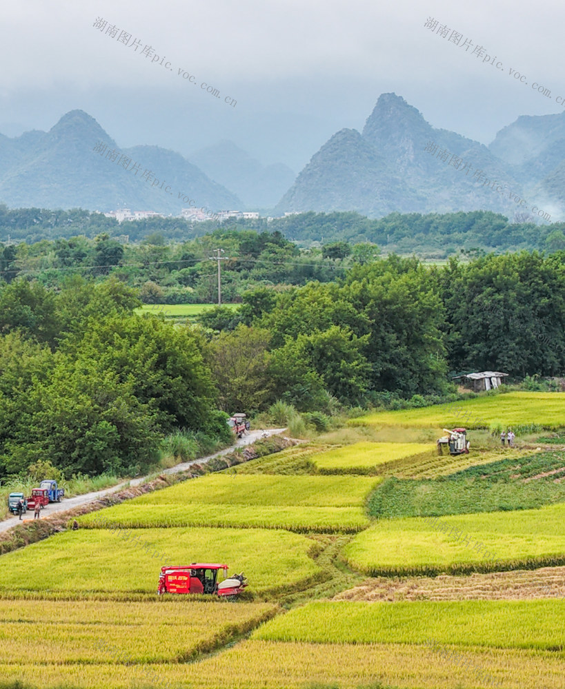 湖南道县：秋分近 秋收忙