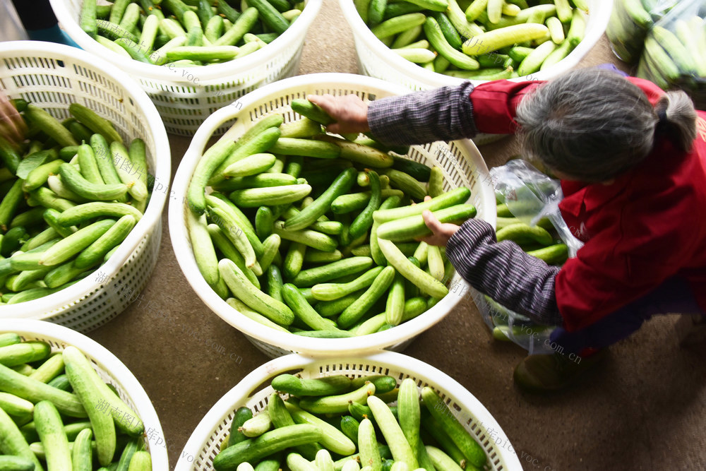 丰收节  丰收季  蔬菜  秋黄瓜