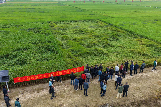 丰收节 看禾选种