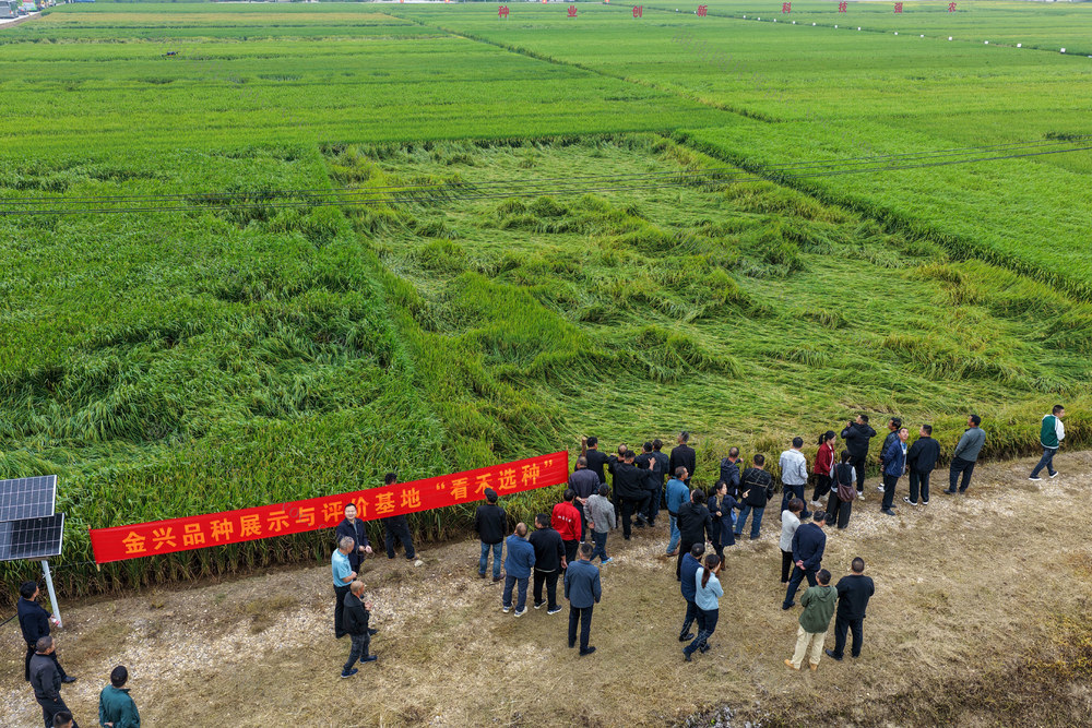 丰收节 看禾选种