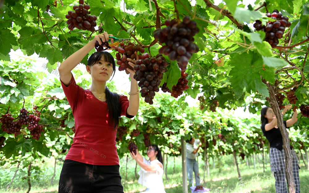 秋分，采摘，农时，葡萄，丰收，农忙，农事，生产，村民，田间地头，节气，农村 红提