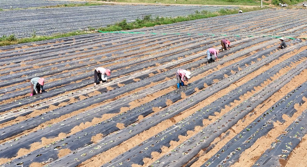 秋分农忙正当时