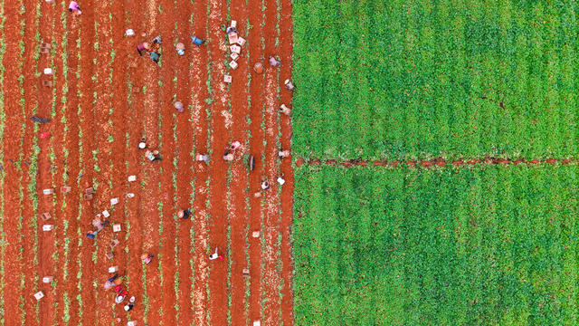 中国农民丰收节 秋分 红薯喜丰收 农业发展 乡村振兴