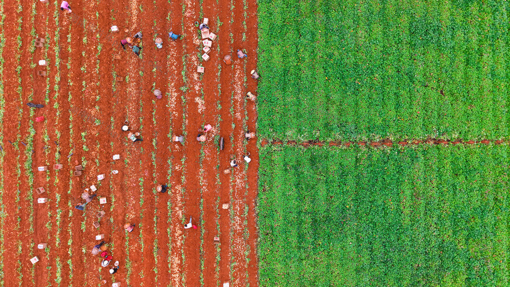 中国农民丰收节 秋分 红薯喜丰收 农业发展 乡村振兴