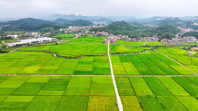 水稻  稻浪  丰收  在望