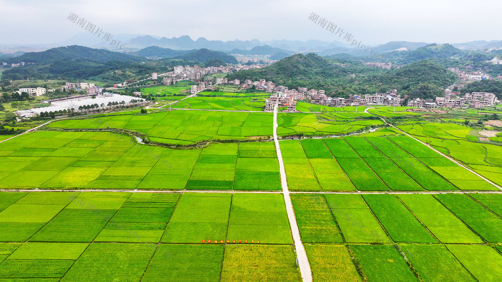 水稻  稻浪  丰收  在望