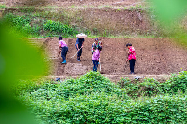秋分  农业  农民  湘西