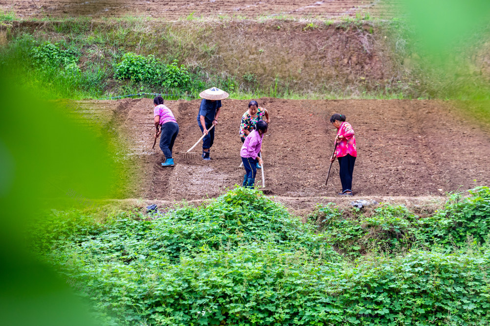 秋分  农业  农民  湘西