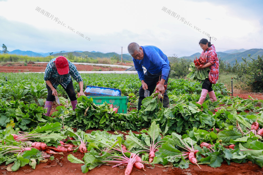 采收  萝卜  供应  市场