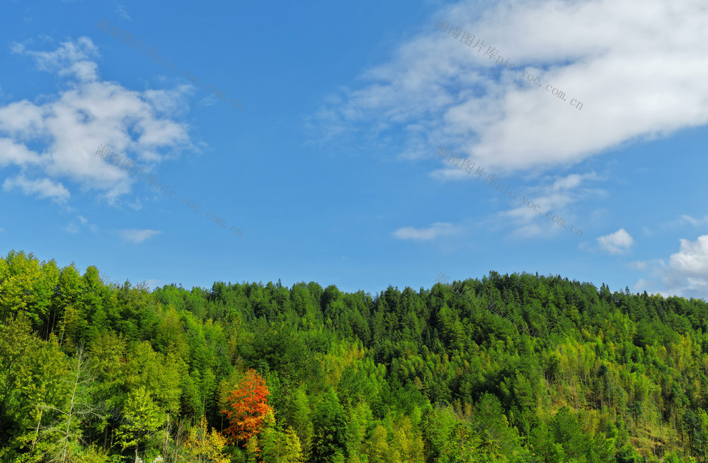 湖南桂东 红枫 秋意 万绿丛中一树红