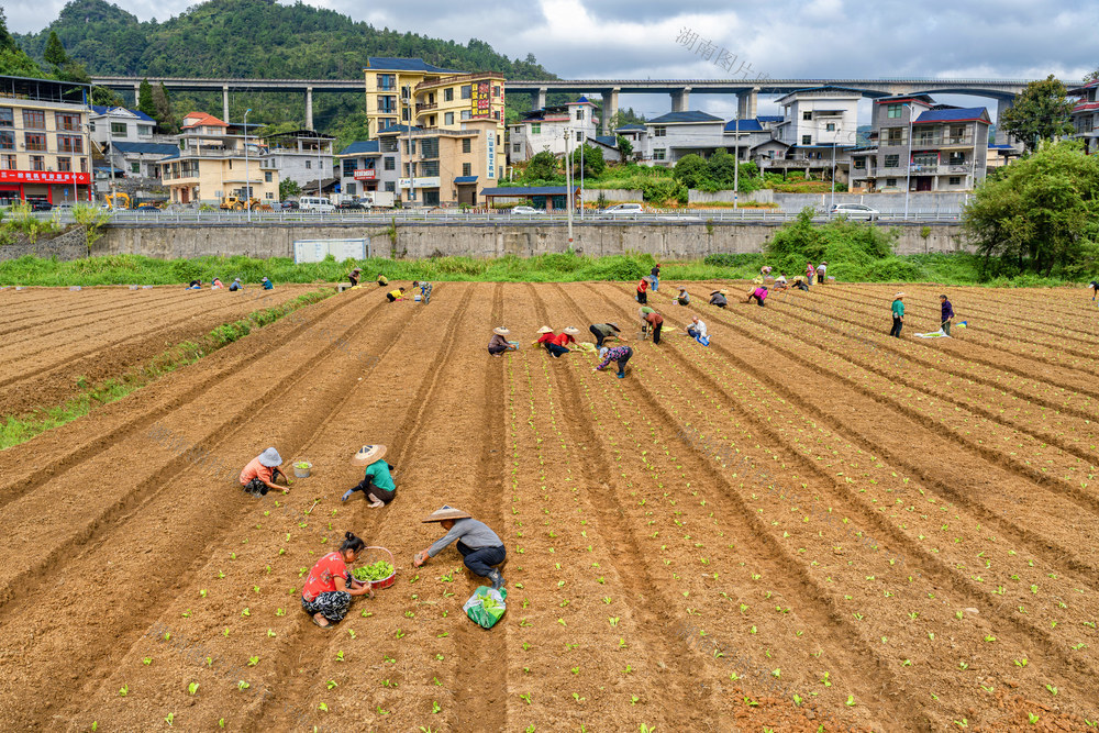 秋播秋种   农田增效   农民增收