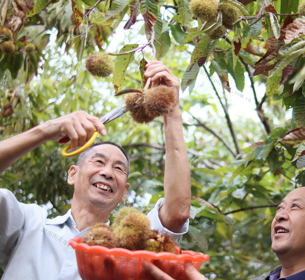 高山板栗 采收 销售  城步