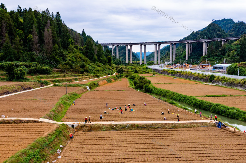 秋天 种植  农民  湘西