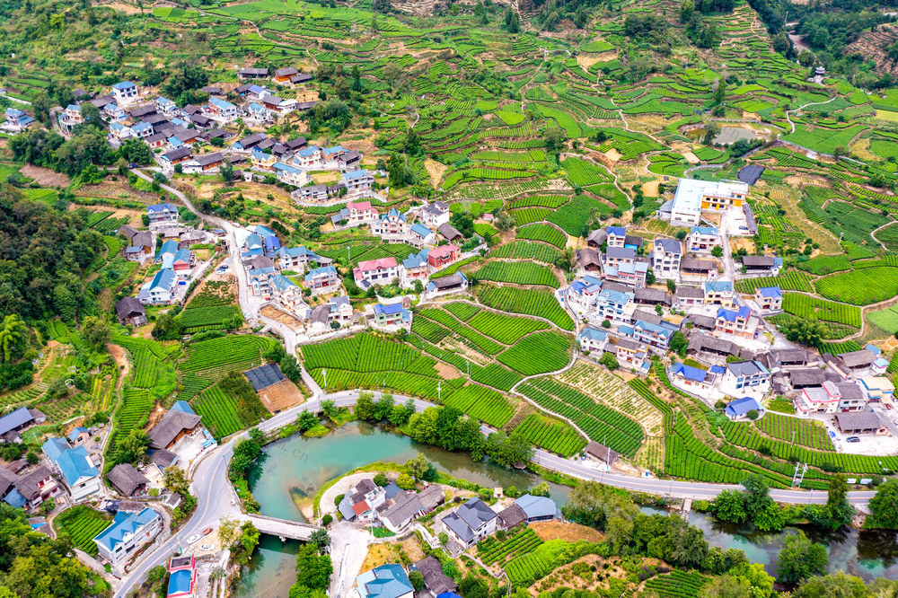 茶叶  湘西  生态