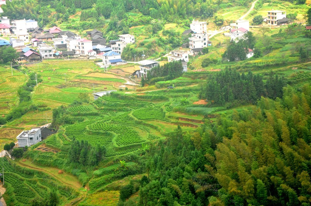 茶绿  深冲 图景