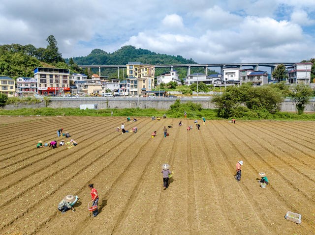 秋种 白菜 乡村振兴 蔬菜示范基地 曙光村