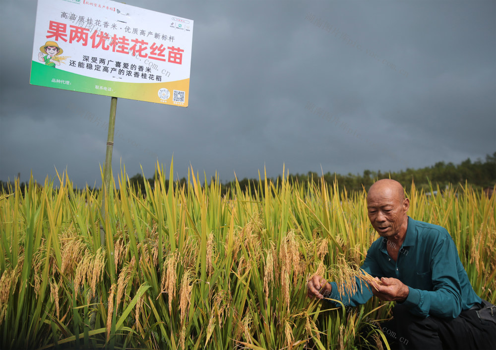 湖南桂东 村民 数丰收 “桂东高山冷水米”