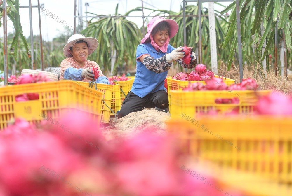 湖南道县：特色种植 助农增收