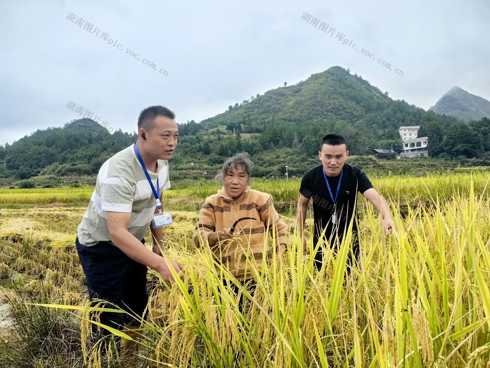 乡村振兴产业发展   惠民政策落实  惠农补贴精准发放   摸排问题线索   推动解决难点问题