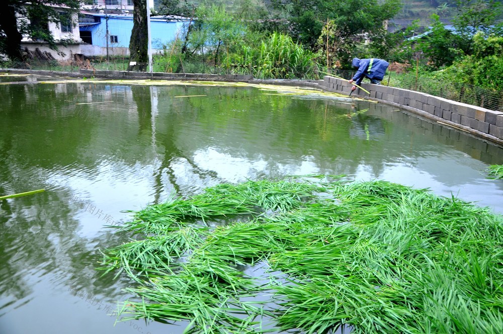 鱼  村民 创收