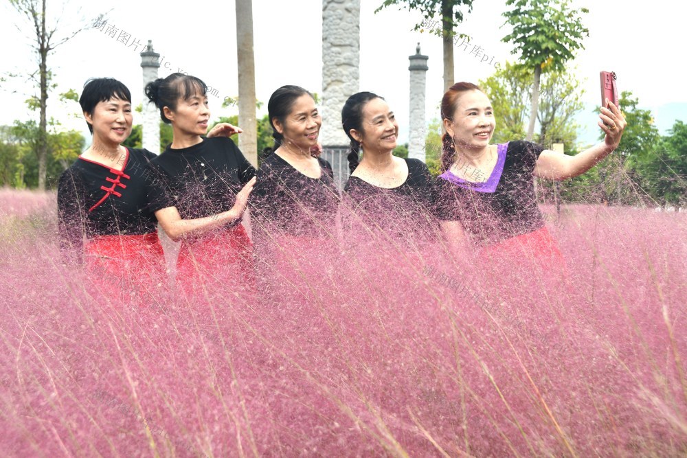 粉黛花开醉游人