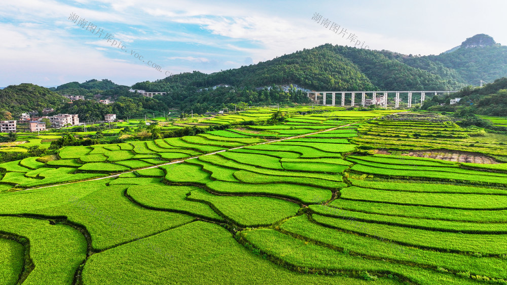 梯田   水稻  成熟  丰收  在望