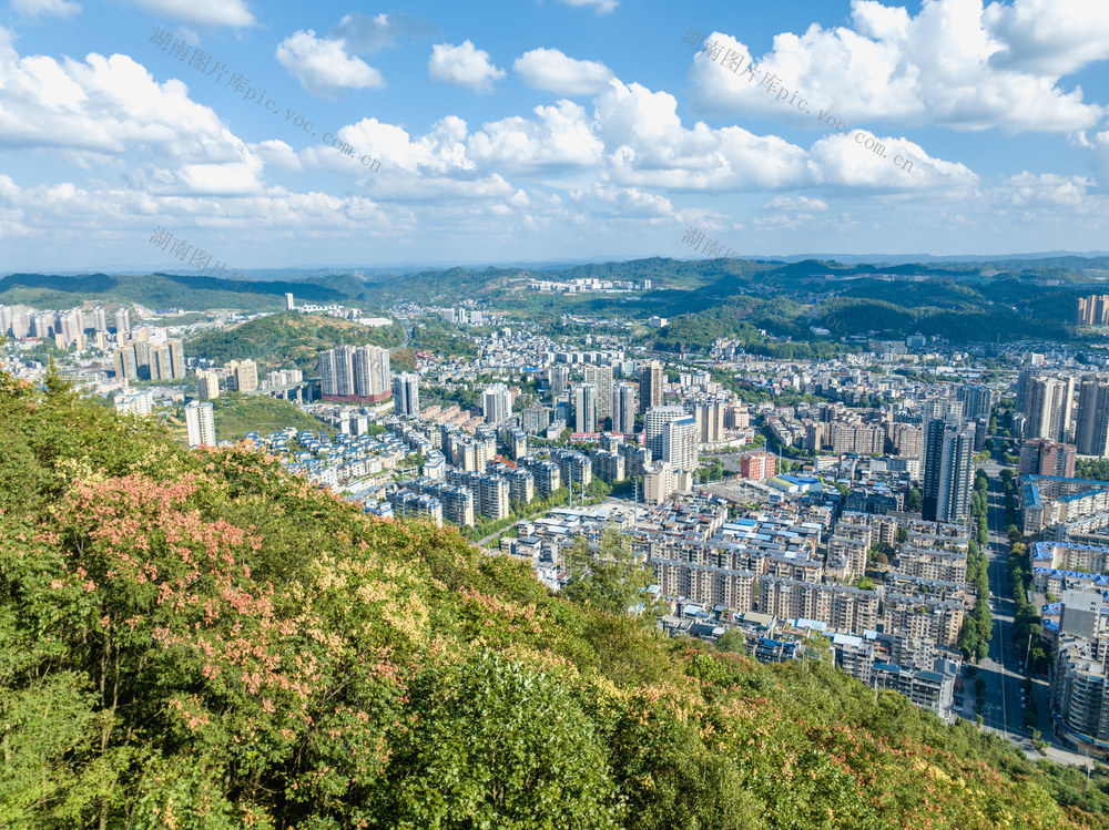 栾树 秋色 吉首 