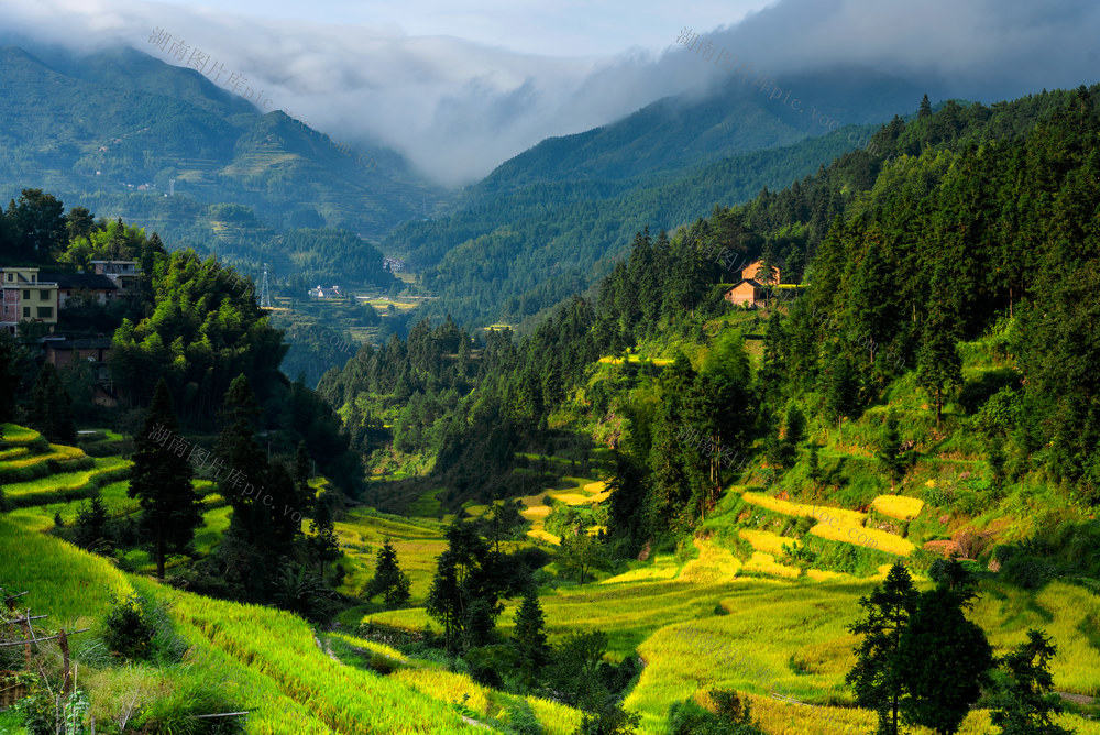 稻田 彩色  云海