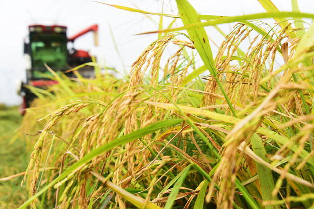 农业  规模经营  稻药轮作  旱稻  收割机