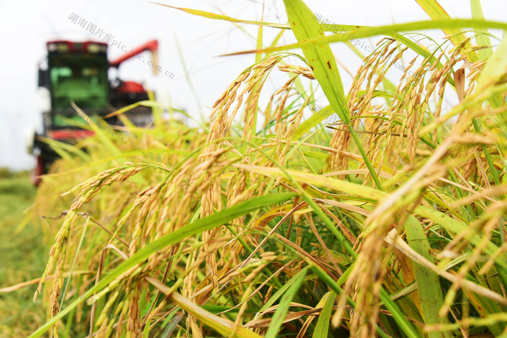 农业  规模经营  稻药轮作  旱稻  收割机