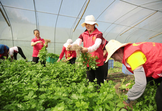 湖南桂东 志愿者 抢收香芹 国庆供应 广州蔬菜市场 