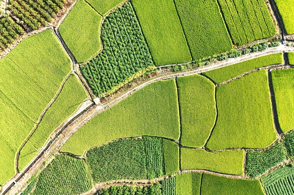 秋日田园诗意浓