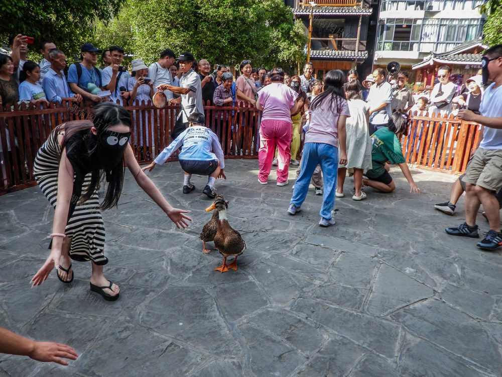 通道 侗族 村民 游客 蒙眼 抢鸭 共度 双节 假期