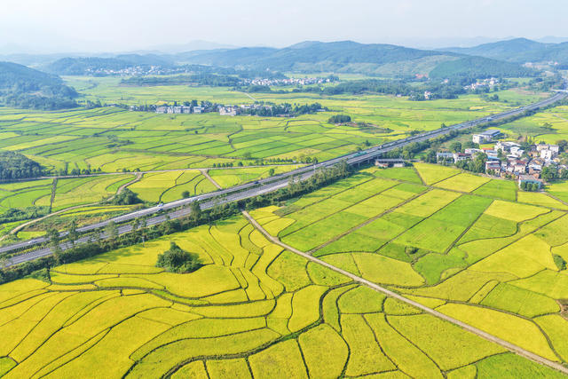 桂阳：秋染田野稻飘香