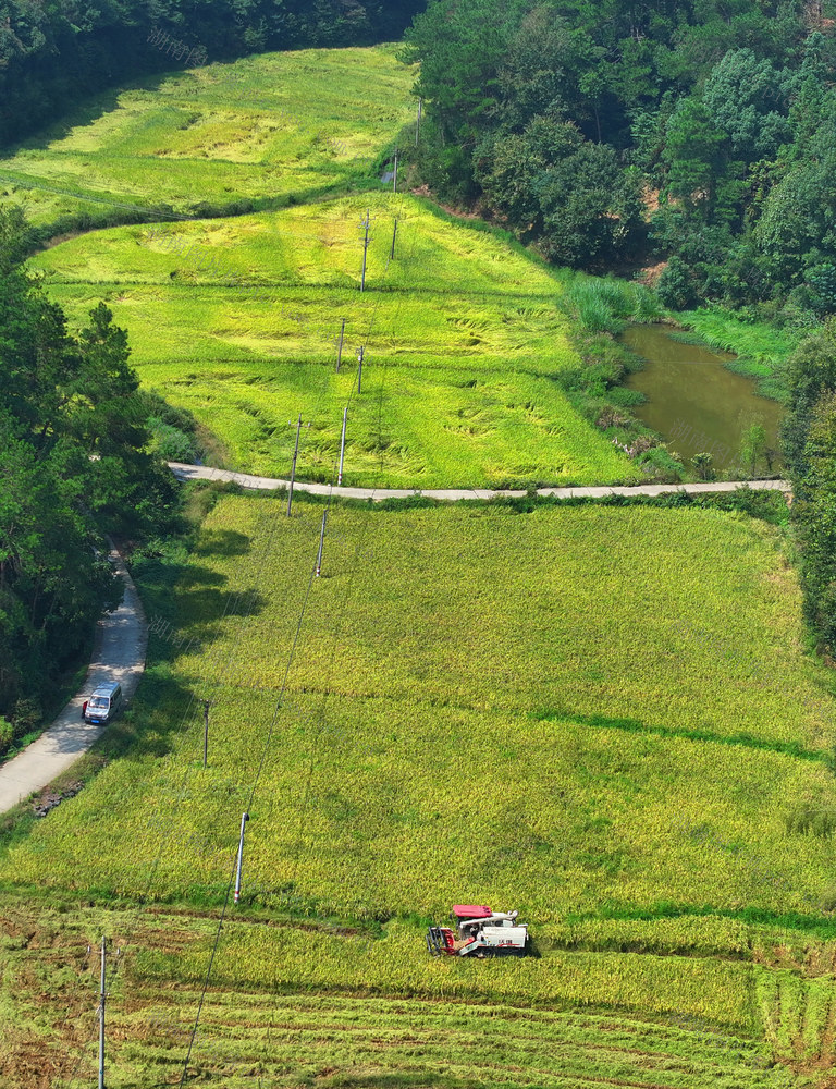 秋粮 收割 粮食生产 晾晒 颗粒归仓 