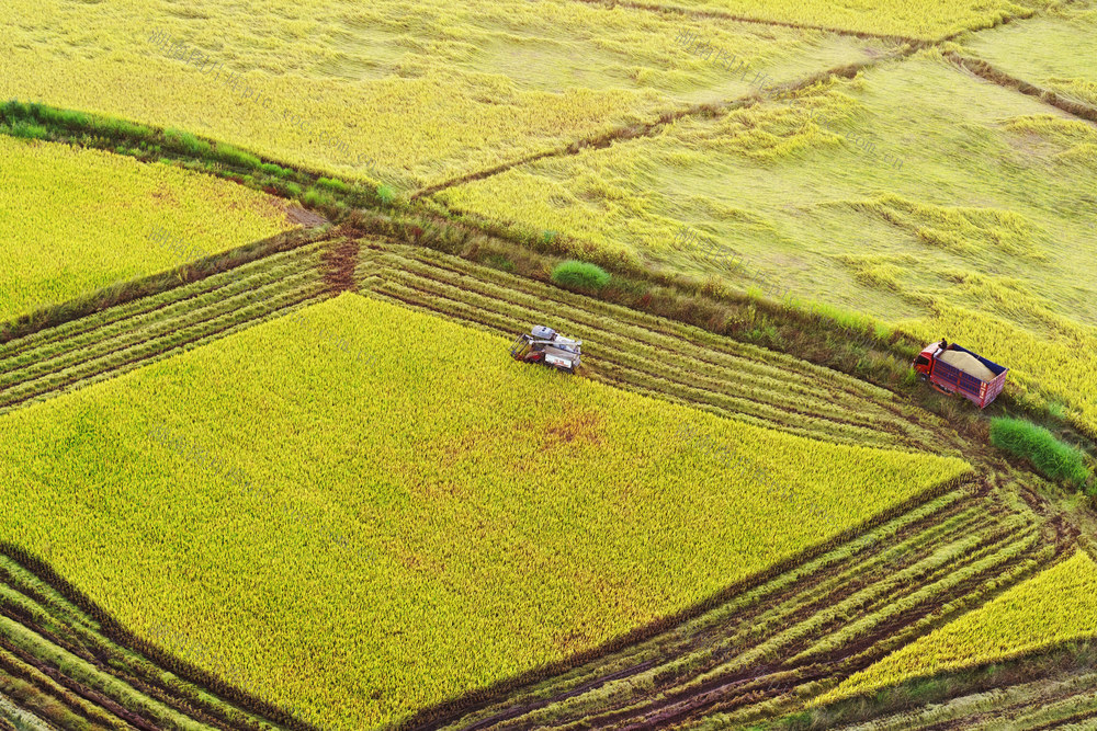 嘉禾：晚稻收割忙