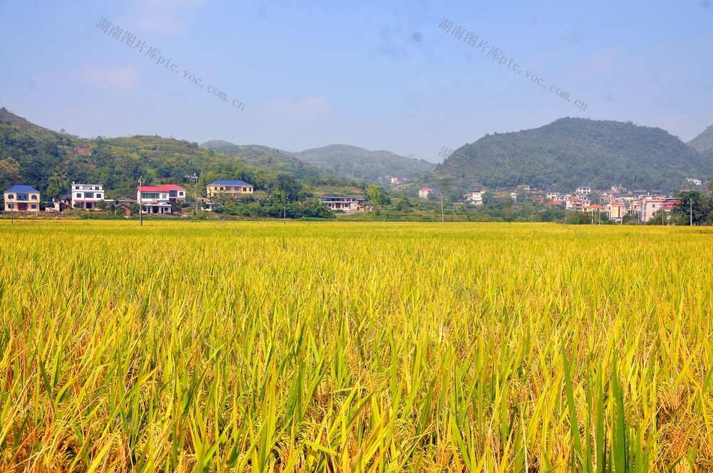 金色 稻浪 美景