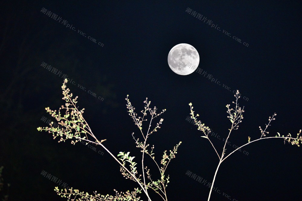 中秋  圆月  月亮