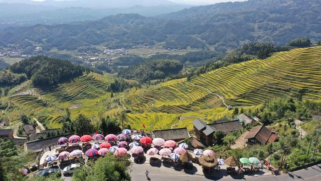 旅游 游客 国庆 稻谷 成熟 梯田 紫鹊界