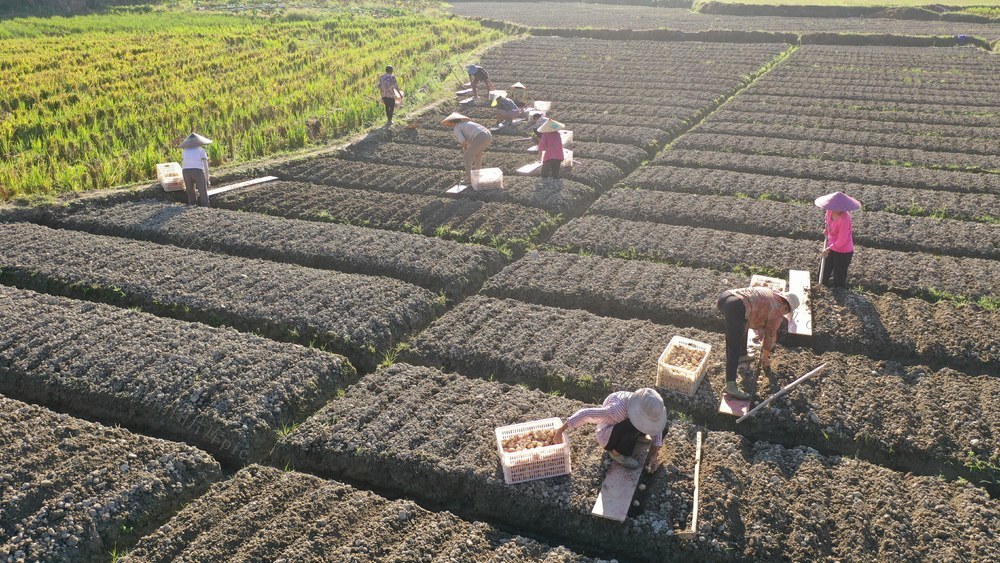 龙牙百合 寒露 合作社 种植 农民