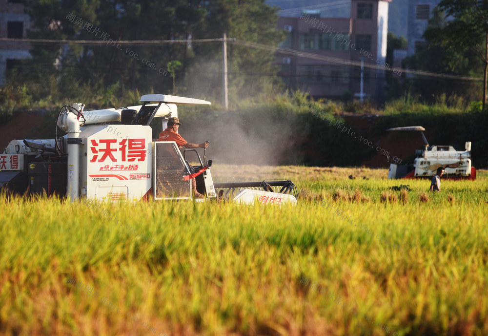 嘉禾：跨省作业助秋收