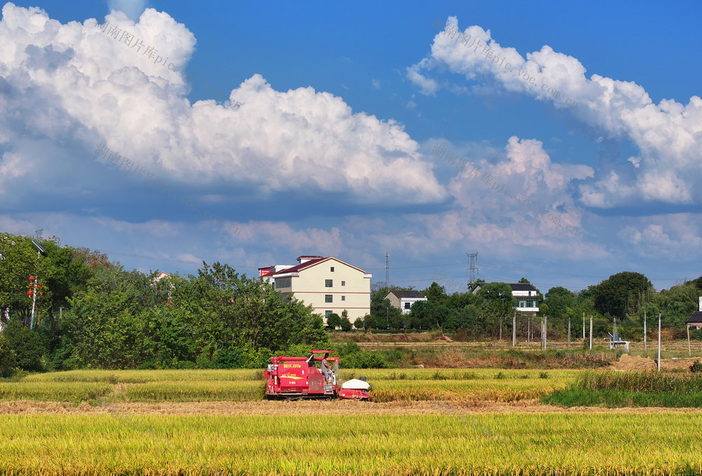 寒露 将至 农事 收割 稻谷 