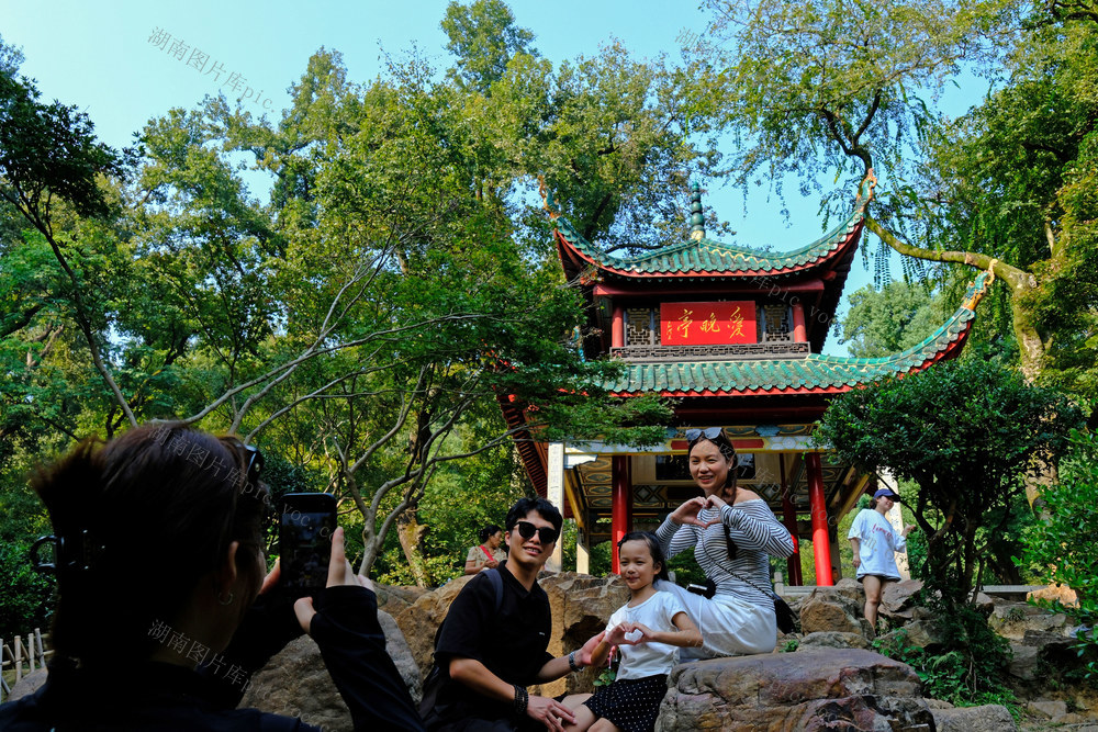 爱晚亭，错峰游