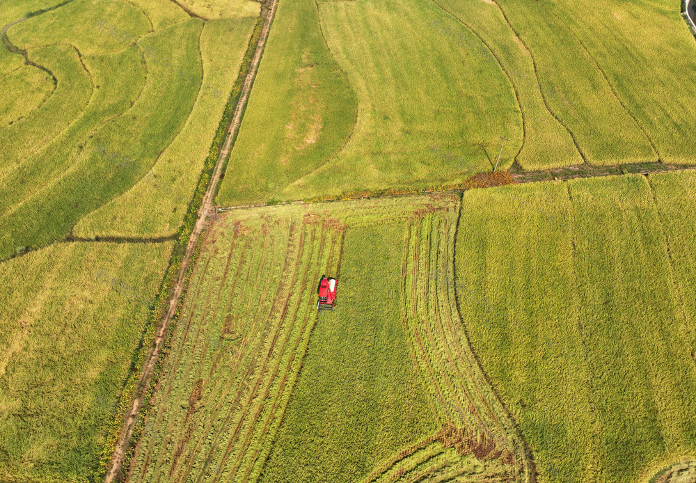 寒露 秋粮 收割 晾晒 农事 农时 