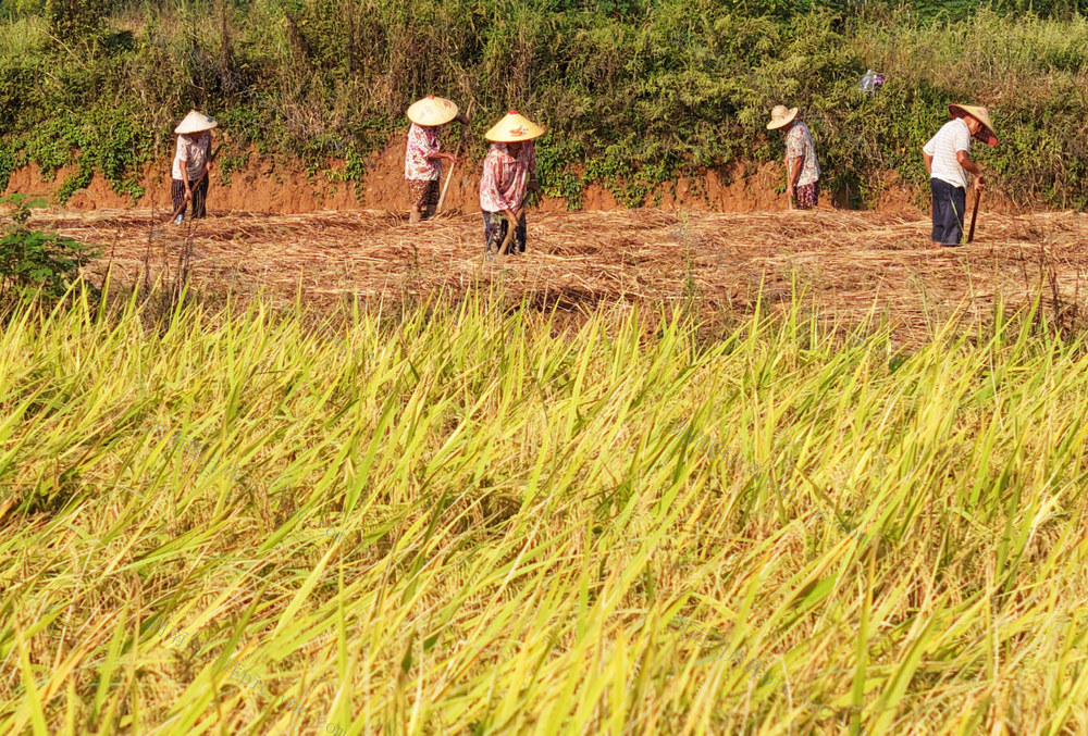 嘉禾：寒露时节农事忙