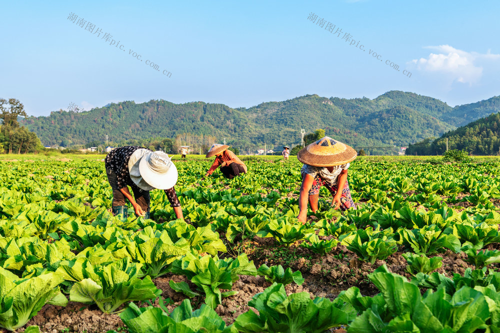 寒露节气  蔬菜管护