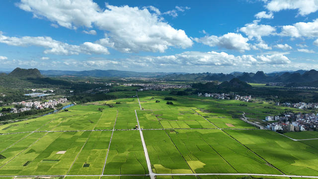 宁远 晚稻 丰收 田园画卷。