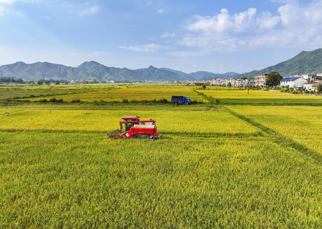 金秋  秋收  晚稻 晾晒  收割  装卸