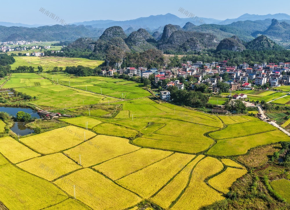 湖南道县：丰收画卷